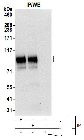 ATG9A Antibody