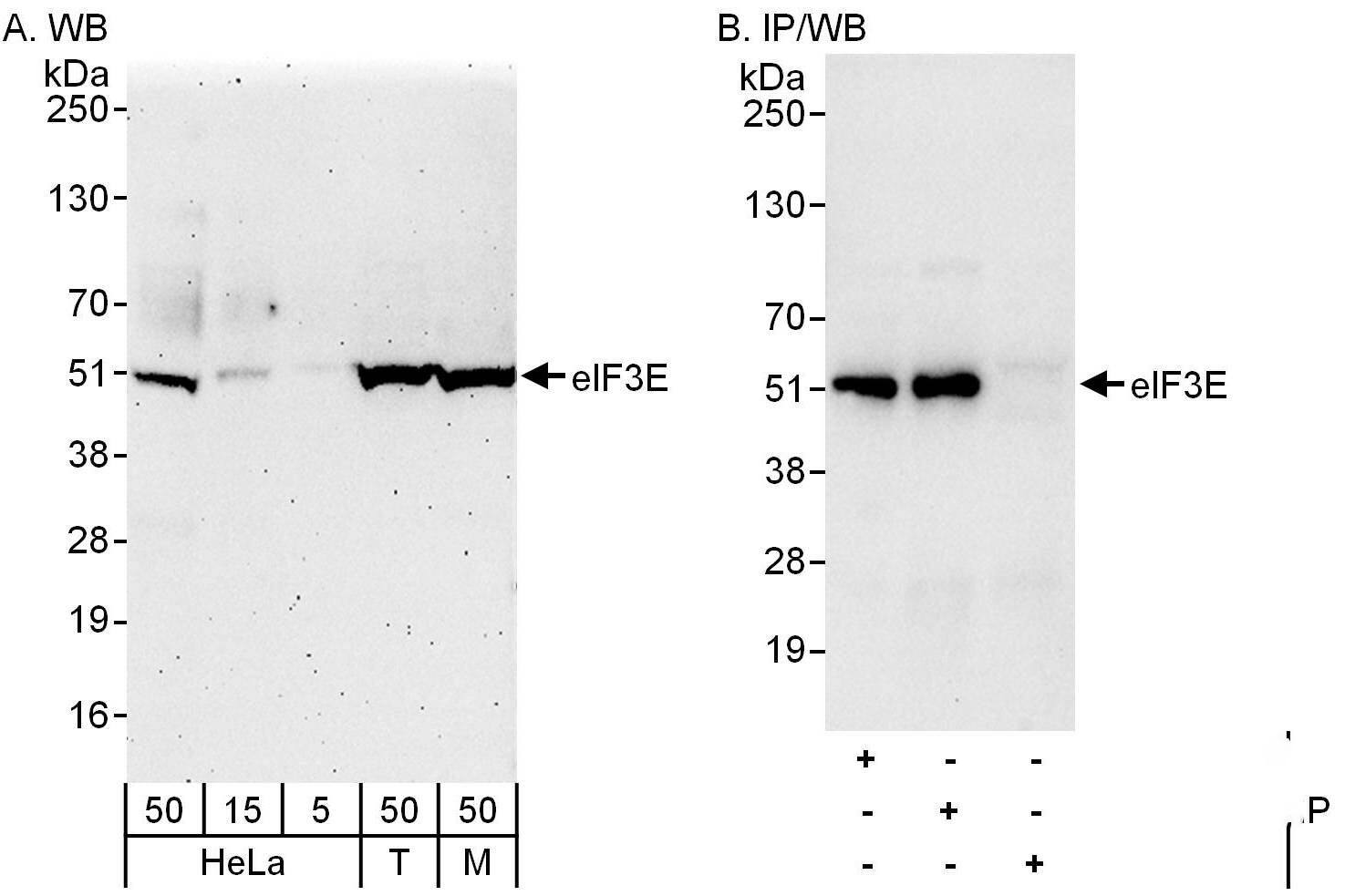 eIF3e Antibody