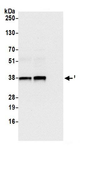 LRRC59 Antibody
