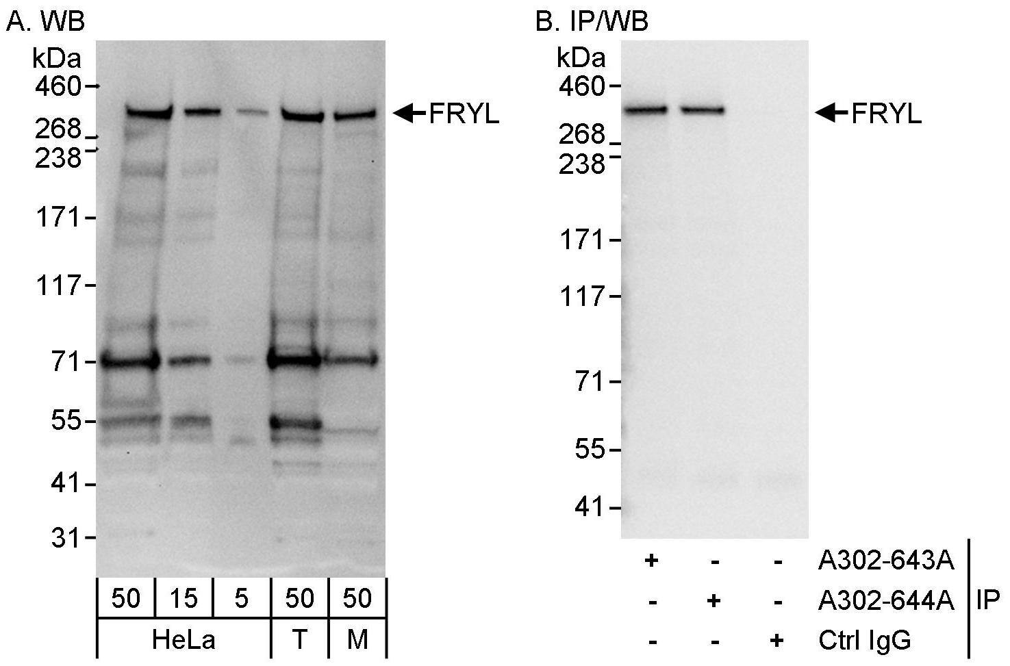 FRYL Antibody