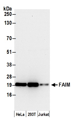 FAIM1 Antibody
