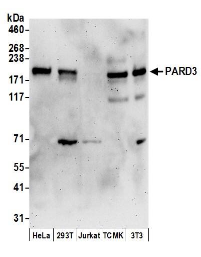 PARD3/Par3 Antibody