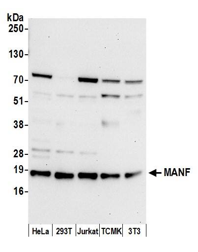 MANF Antibody