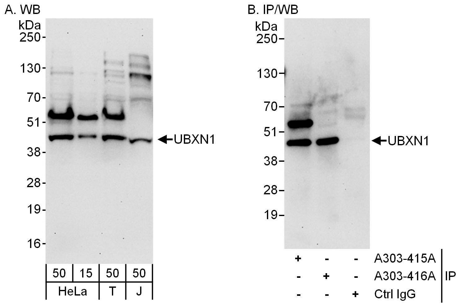 UBXN1 Antibody