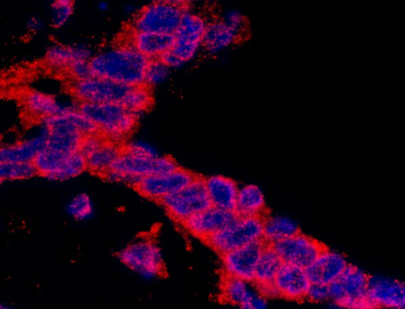 CASC3 Antibody