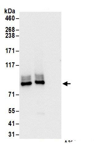 PKC eta Antibody