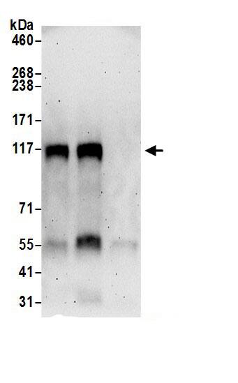 BACH2 Antibody