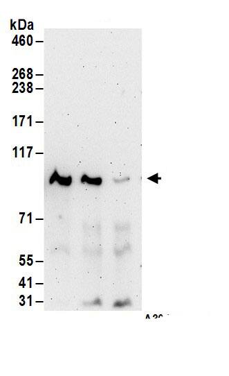 PRMT10 Antibody