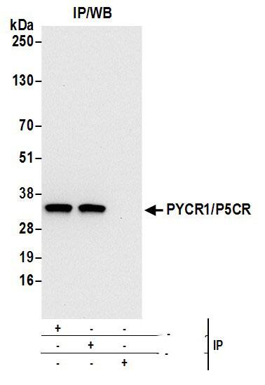 PYCR1 Antibody