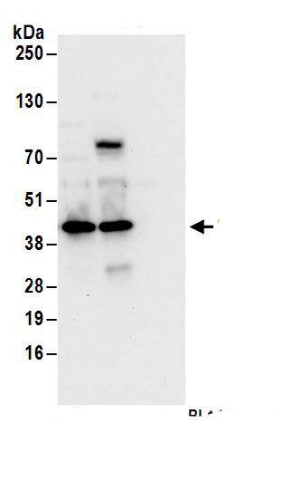 SEC13 Antibody