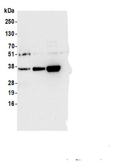 PGPase Antibody