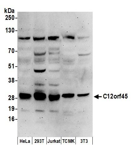 C12orf45 Antibody