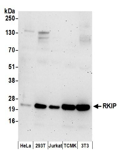 RKIP/PBP Antibody