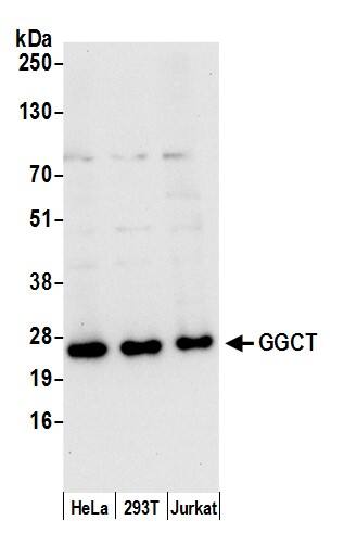 gamma-Glutamylcyclotransferase/CRF21/GGCT Antibody