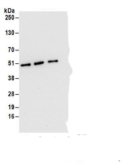 DAZAP1 Antibody