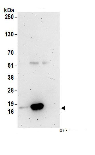 TCEB2 Antibody