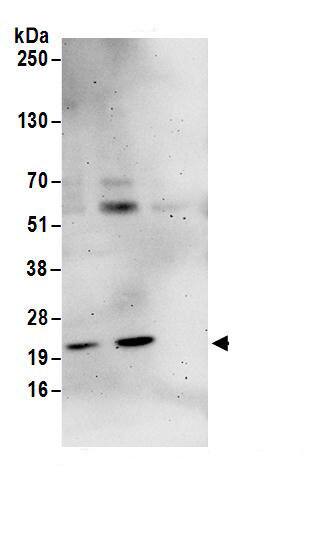 NIP7 Antibody