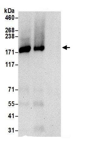 LRRC16A Antibody