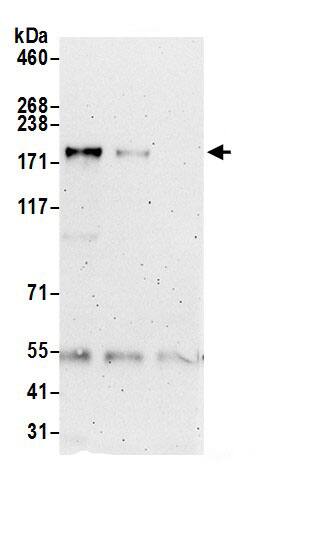 ZCCHC6 Antibody