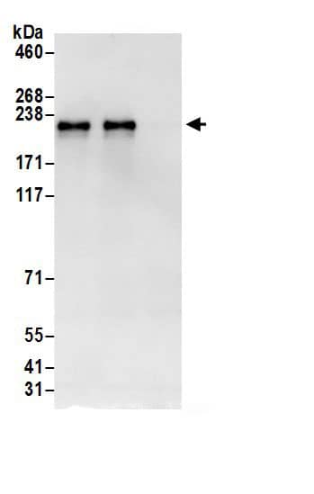 GOLGA3 Antibody