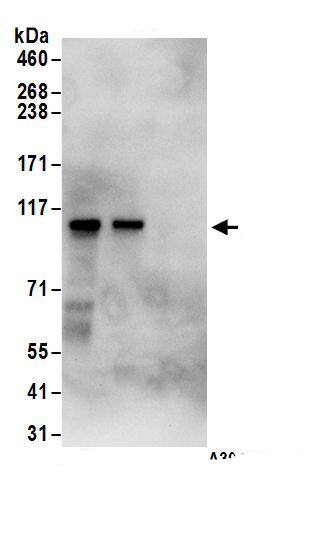 DAB2 Antibody