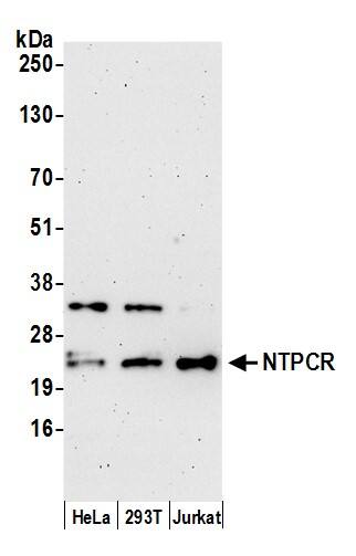 NTPCR Antibody