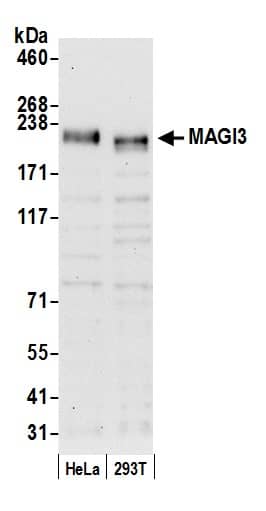 MAGI3 Antibody