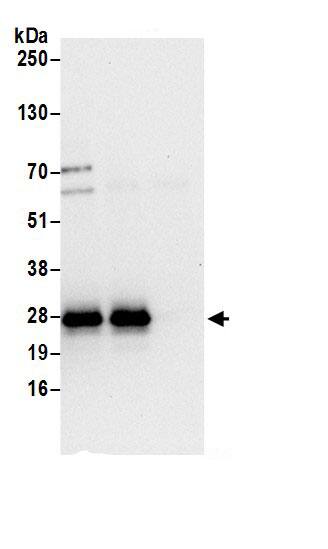 HN1L Antibody