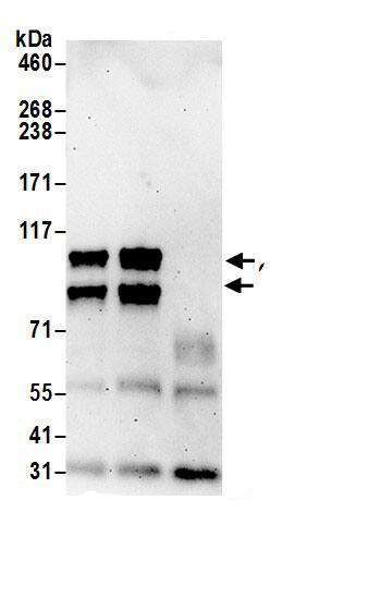 GRASP1 Antibody