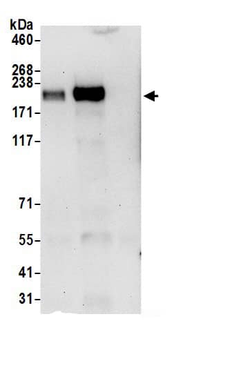 CPD Antibody