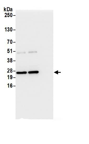 Glyoxalase I Antibody