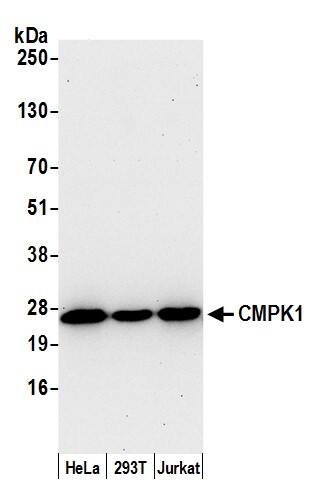 CMP kinase Antibody