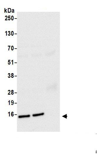 MMGT1 Antibody