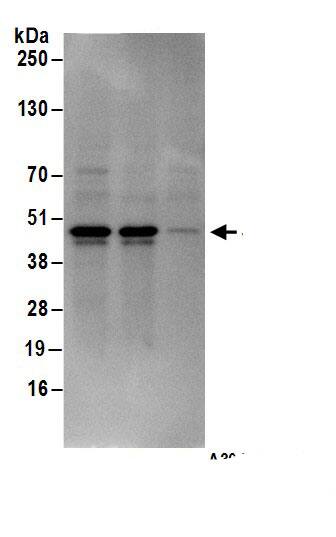 Septin-2 Antibody