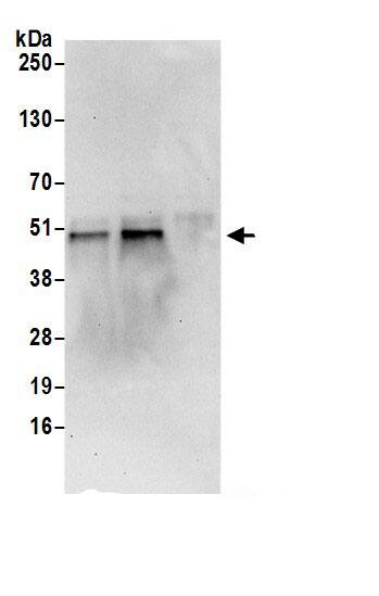 CDC123 Antibody