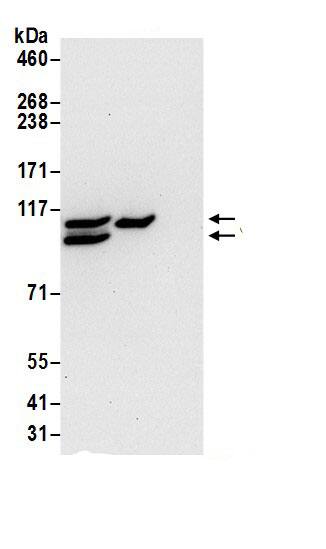 COPB2 Antibody