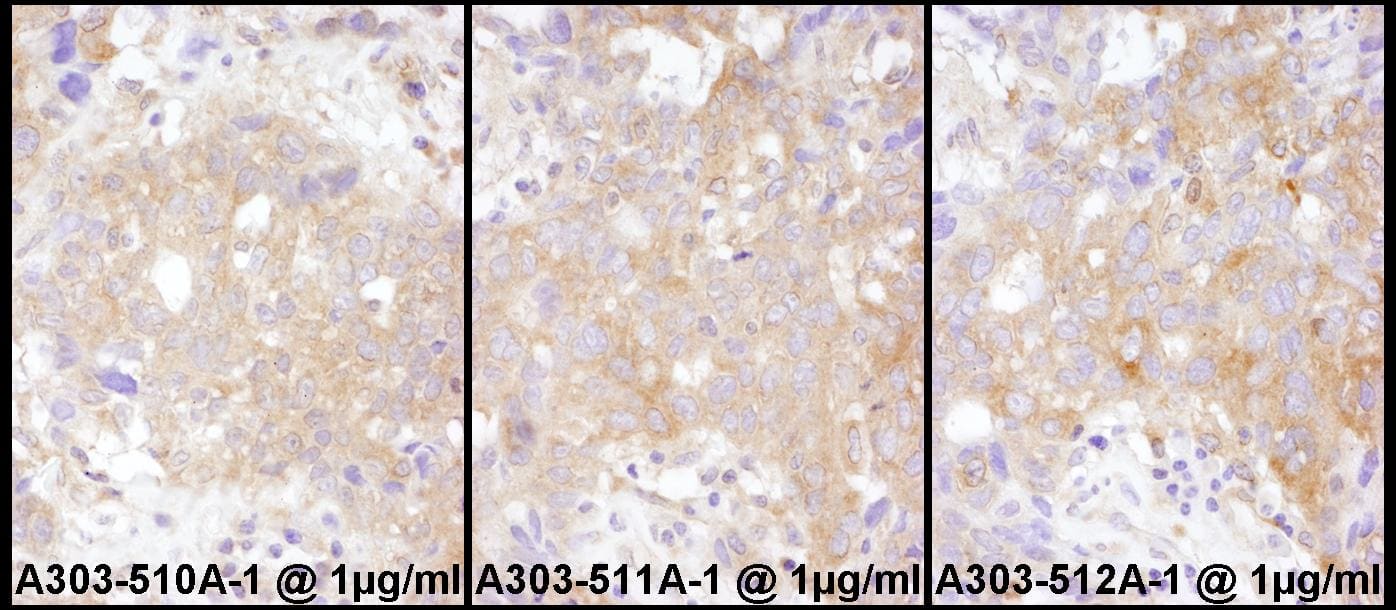 STAT2 Antibody