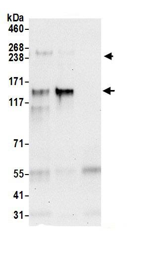 RBBP6 Antibody