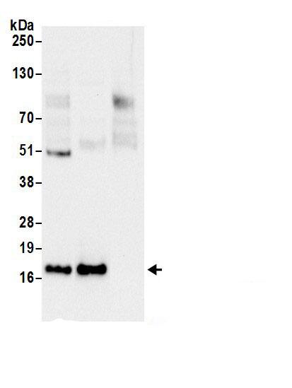 60S ribosomal protein L23 Antibody