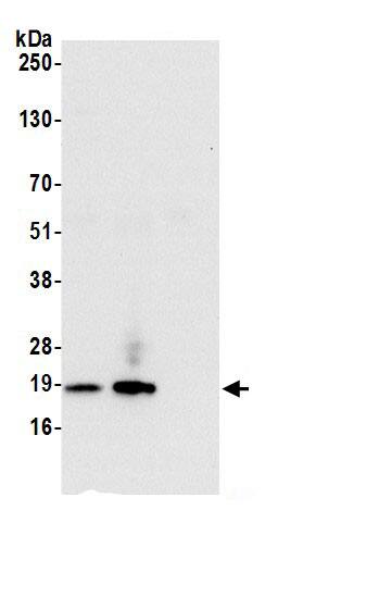 RPS15 Antibody