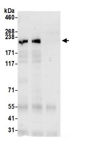 alpha Desmuslin Antibody