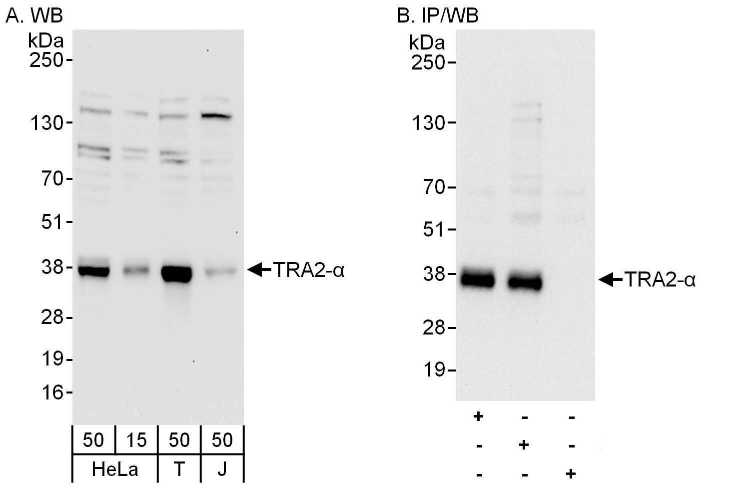 TRA2A Antibody