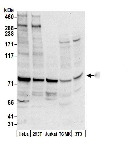 APEH Antibody