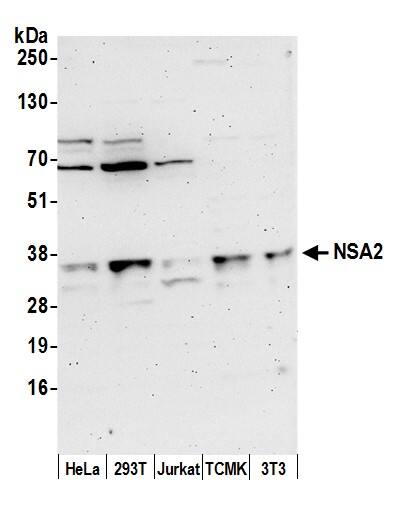 TINP1 Antibody