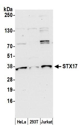 STX17 Antibody