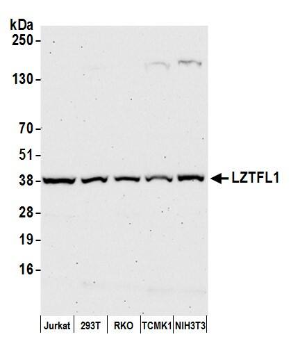 LZTFL1 Antibody