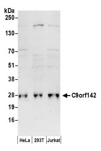 PAXX Antibody