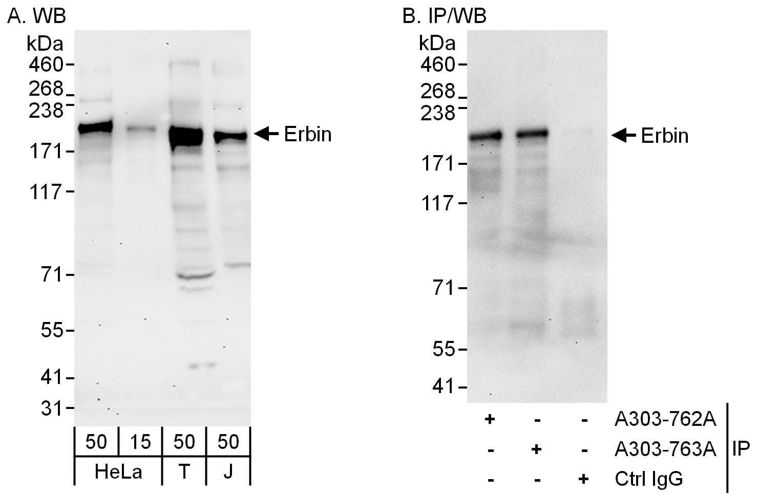 Erbin Antibody