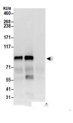 MIOS Antibody