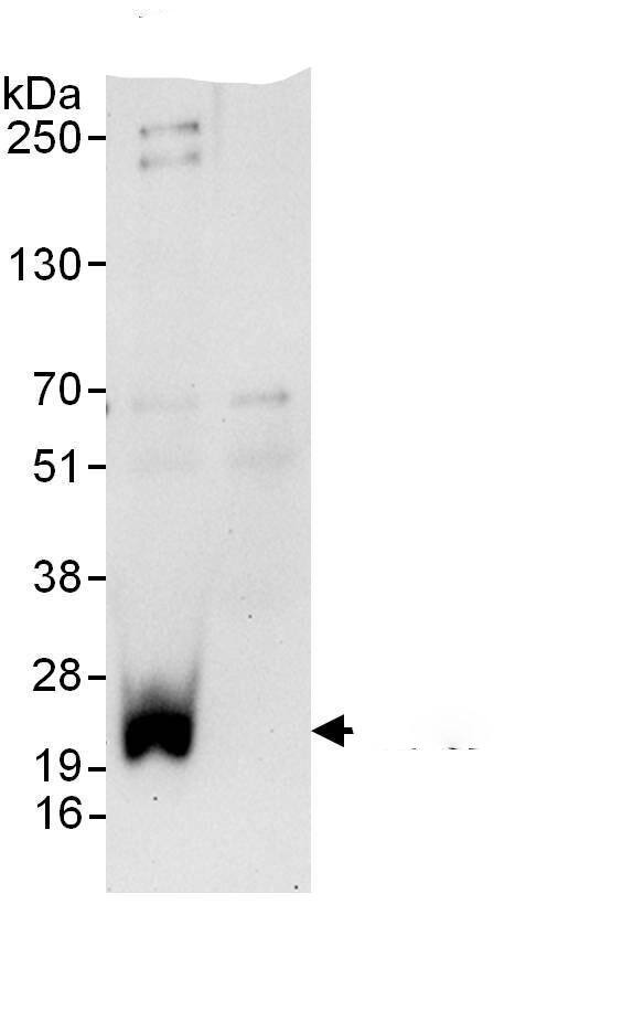 RPS24 Antibody